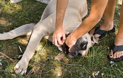 dog is choking | happy pet owners
