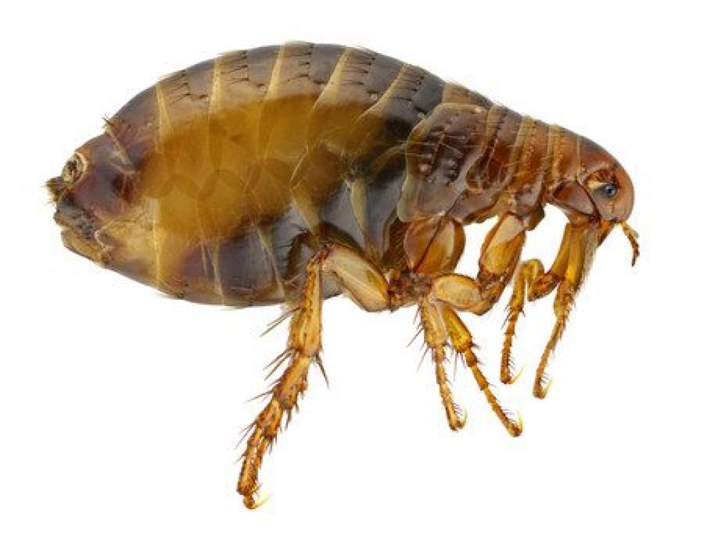 plague infection | appropriate flea control | plague infected animals