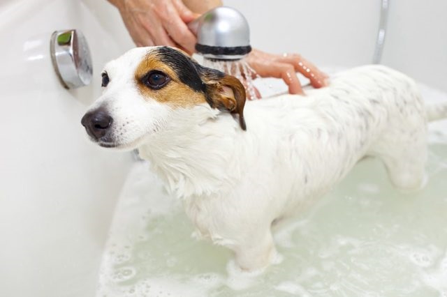 How to Treat Bladder Infection in Dogs