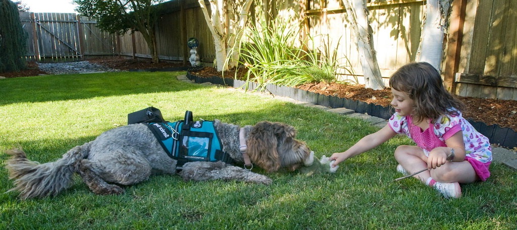 allergen detection service dog | deadly allergy
