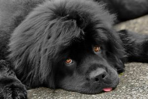 partial gastrectomy | cardiac arrhythmias | How to Prevent Gastric Dilatation and Volvulus in Dogs
