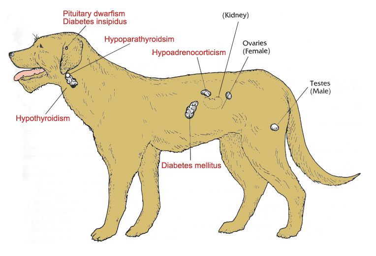 what is addison's disease in dogs