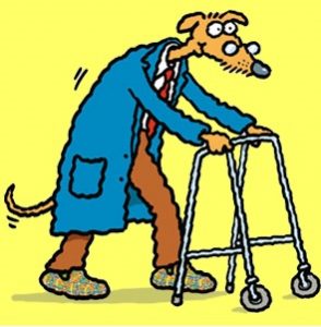 clinical signs | canine dementia scale | early stages