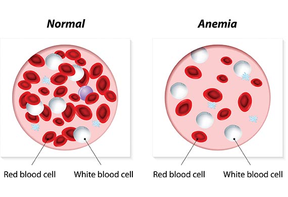red blood cells | 