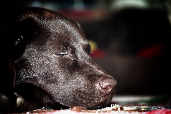 how to fix anemia in dogs
