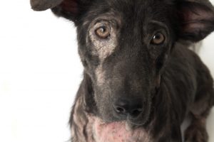 Ringworm and dry skin on dogs.