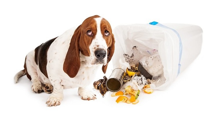 Chronic Colitis | stress colitis dog | clinical signs