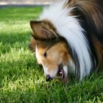 dog eats poop | cat poop