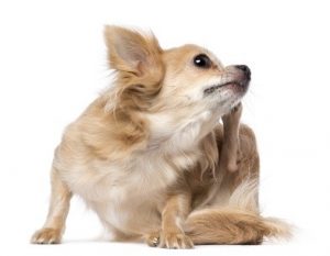 flea bites | How to Protect Your Dog from Flea and Tick Bites: Tips for Prevention
