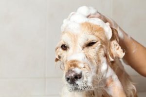 Dog taking a bath.
