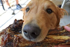 dog bones