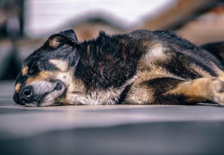 DOG SEIZURES