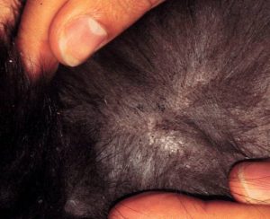flea comb | kills fleas | Flea and Tick Bites on Dogs: Identification and Treatment
