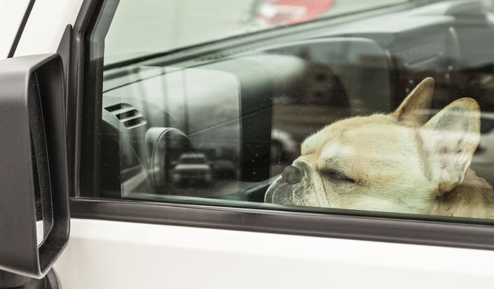 WHAT TO DO IF YOUR DOG OVERHEATS |
heat stress | body temperature | hot temperatures | excess body heat