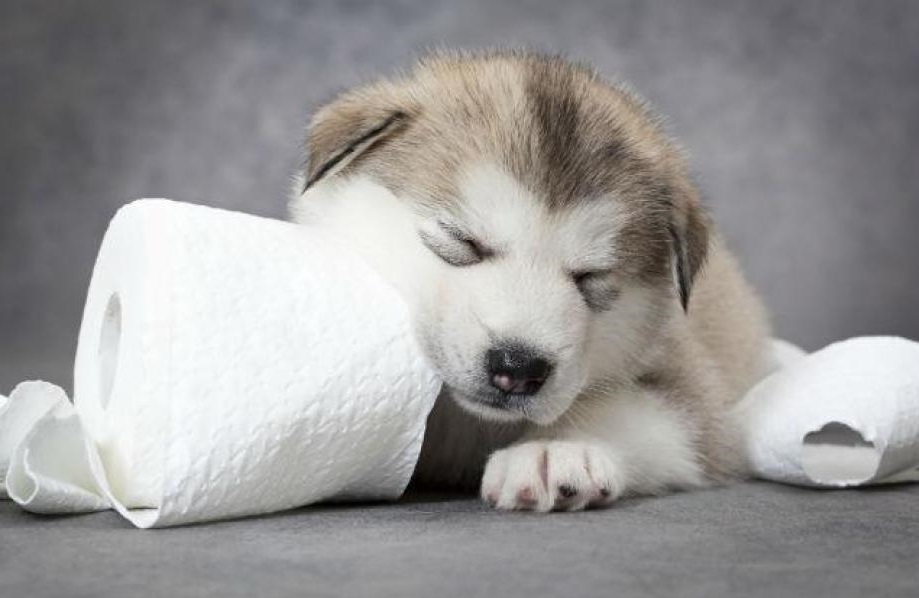 eating feces | dog food | why do dogs eat poop and how to stop them