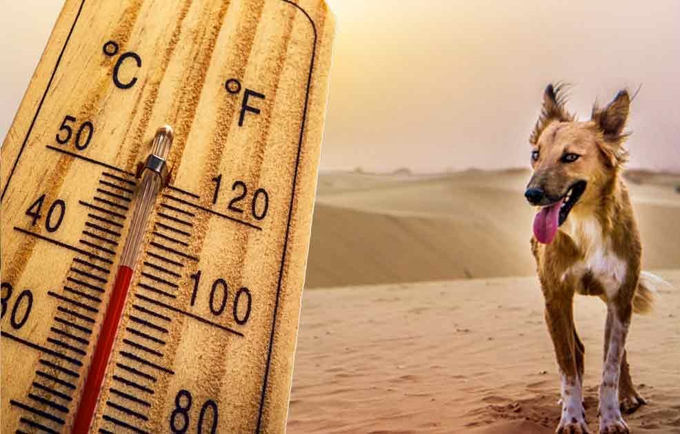 dog's temperature