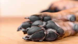 Dog paw pads.