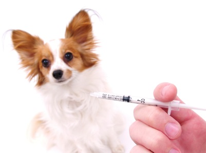 puppy vaccines