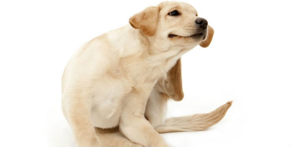 plague bacteria and human plague | pneumonic plague | dog's illness | sick animal