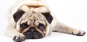 healthy dogs | clinical signs | Hypothyroidism in Dogs