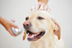 Dog getting a bath.