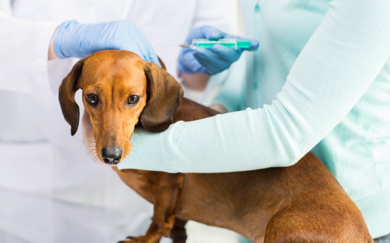 dog vaccinations | central nervous system