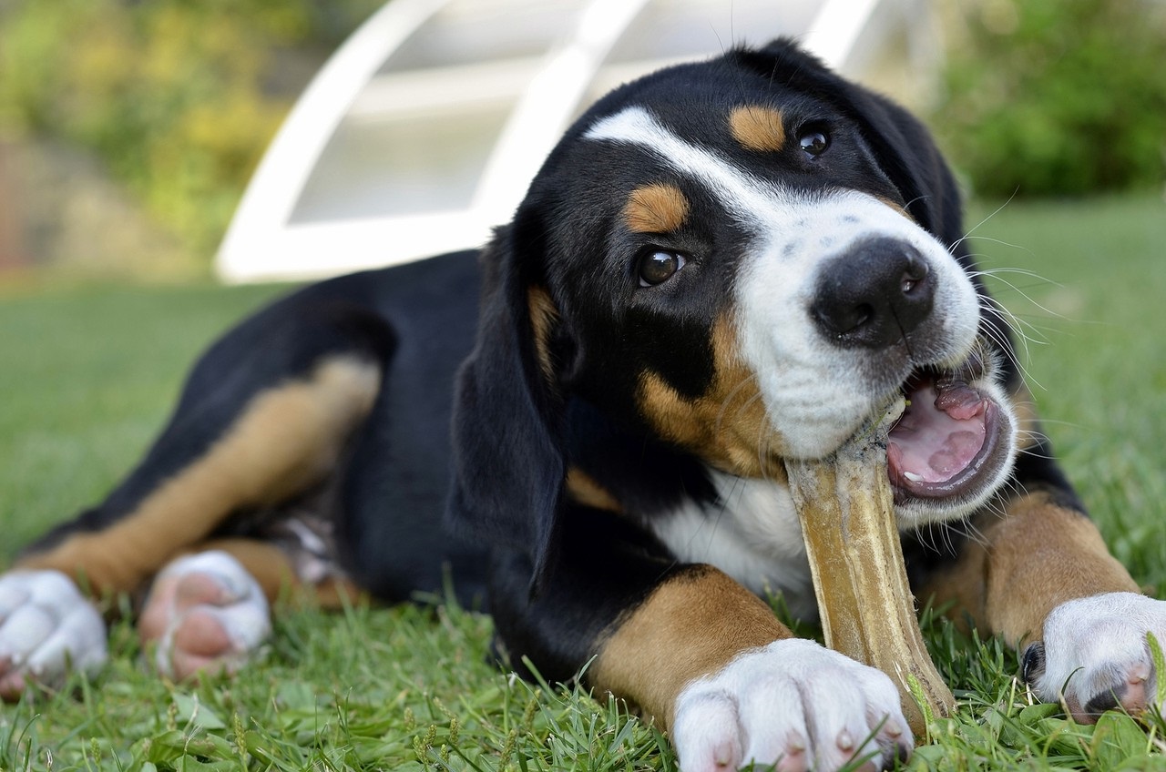dogs frequently choke | veterinary practice | choking dog