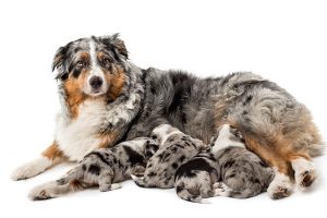 difficulty giving birth