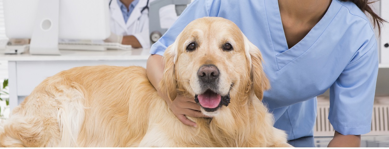 potential vet