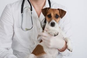 distemper in dogs | 