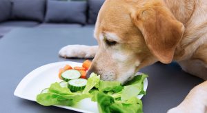Dog sniffing vegetables.
