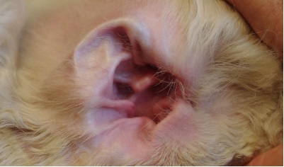 PREVENTING AND TREATING HOT SPOTS ON YOUR DOG