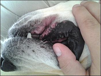 skin conditions | Hot Spots in Dogs