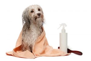 dog shampoos | Flea and Tick Bites on Dogs: Identification and Treatment
