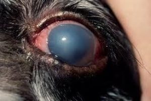 Canine Glaucoma
