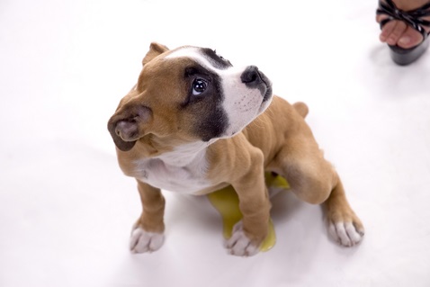 indoor dog park | dog loves | indoor dog activities | indoor activities for pup
