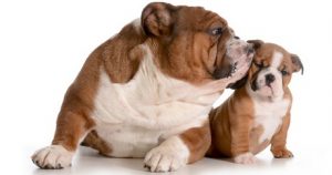 Indoor Activities For Dogs You Can Use Today