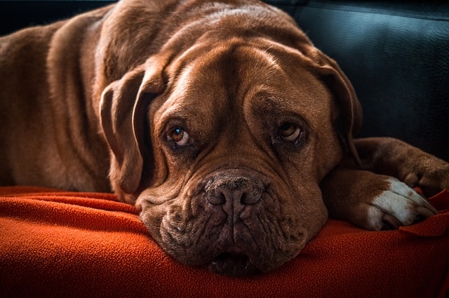 addison's disease canine