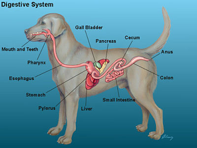 chronic exposure | allergic colitis | what is stress colitis in dogs | diagnose colitis
| colitis treated