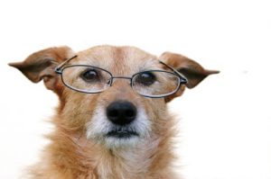 canine aging | canine cognitive disorder | cognitive functions