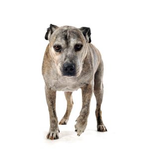 cognitive functioning | signs of ccd | behavior changes | dog's cognitive function | pet dogs