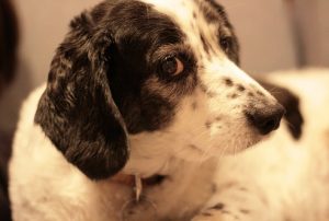 oral papillomas | oral papilloma | Oral Papilloma Virus in Dogs