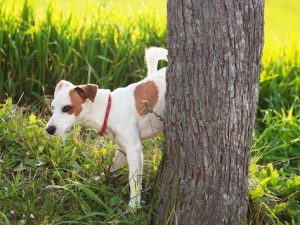 treat bladder infection