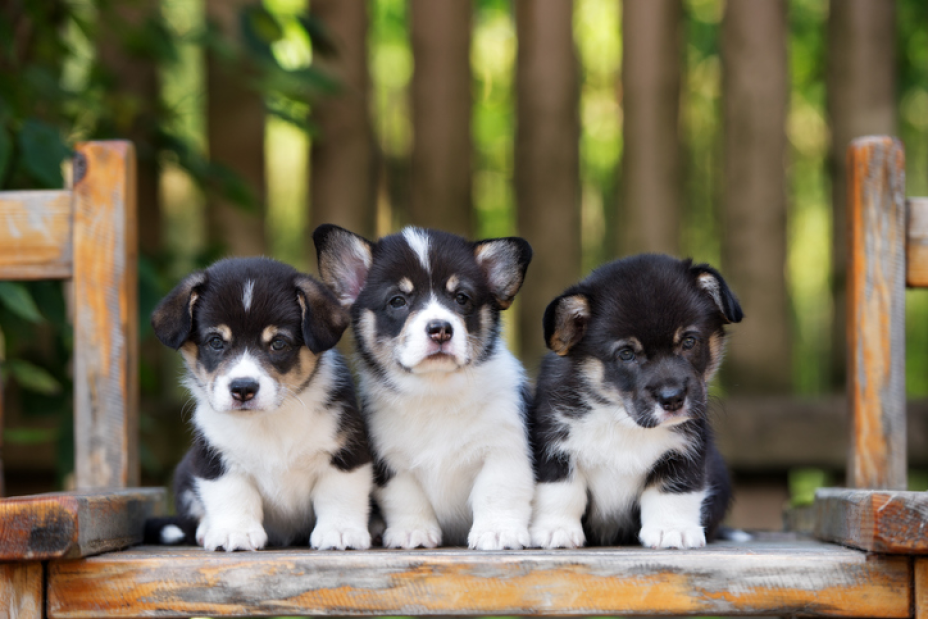 all the puppies