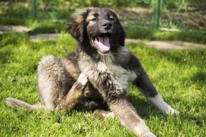 Dog scratching | senior dogs