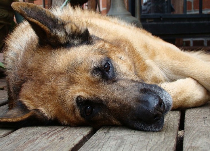 seizure in doga