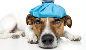 pain management | choosing good vet
