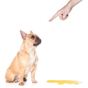 Bladder Infections in Dogs