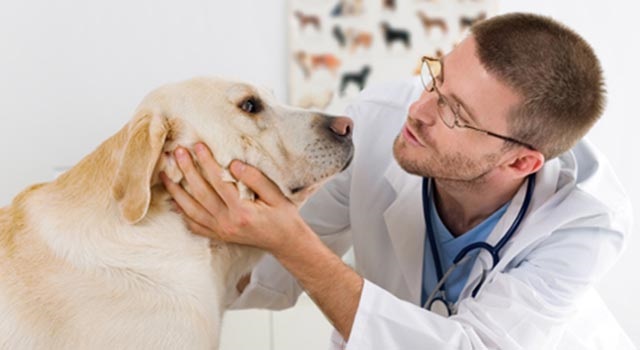 vet school