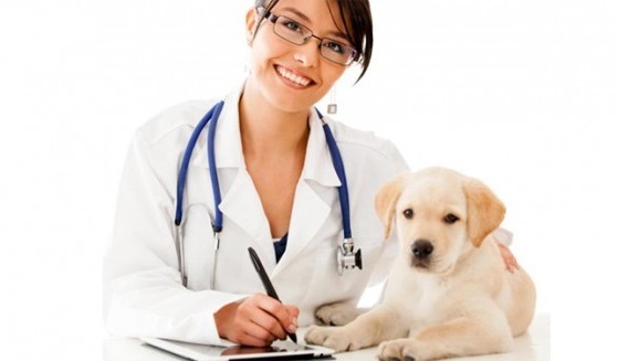 high quality veterinary care | choose vet puppy
